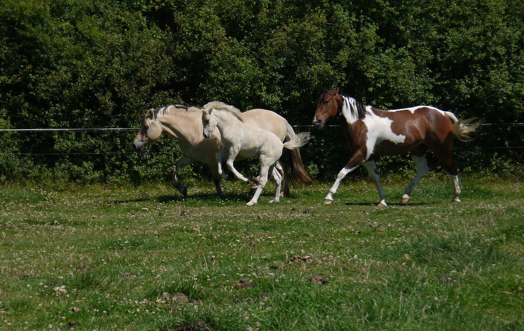 Pferdeherde mit Fohlen